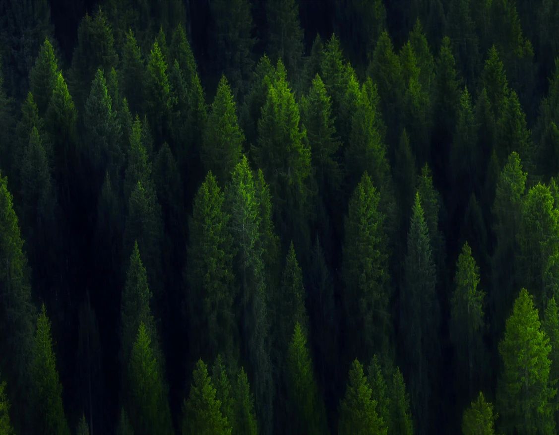 世界环境日|华洲无醛板,我是环保行动者!(图3)