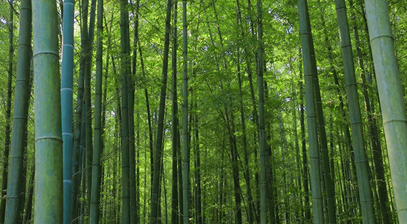 北纬25的竹林奇迹：用168小时锁住1825天的自然馈赠