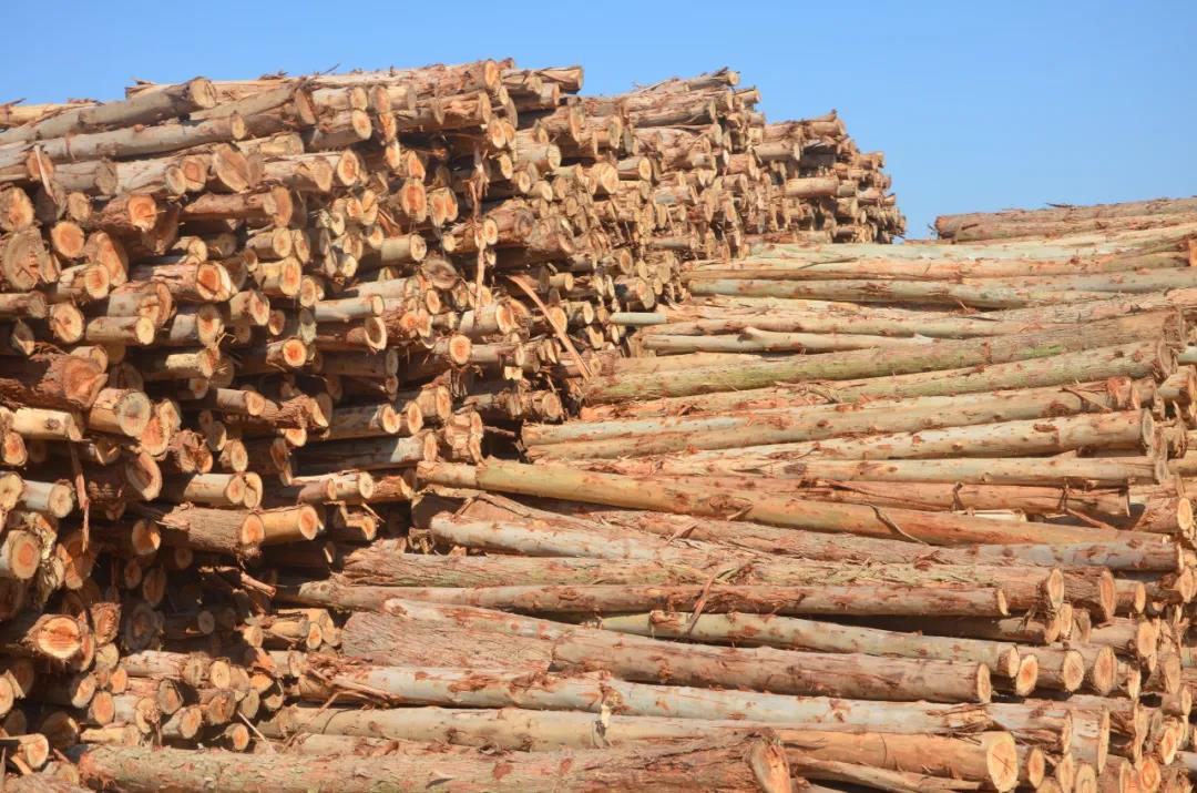 明星产品 | 华洲实木多层板诞生记!(图1)