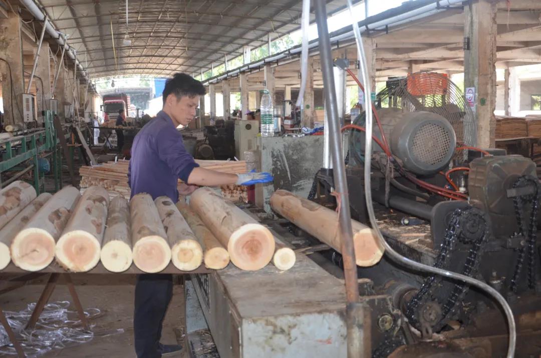 明星产品 | 华洲实木多层板诞生记!(图2)