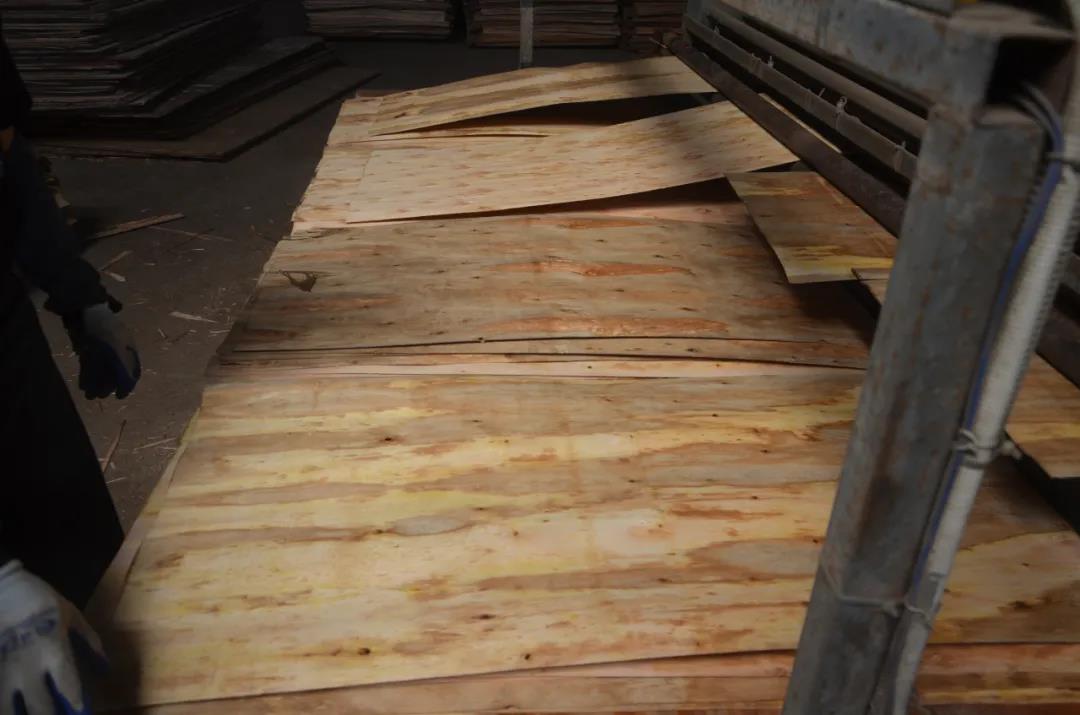 明星产品 | 华洲实木多层板诞生记!(图9)