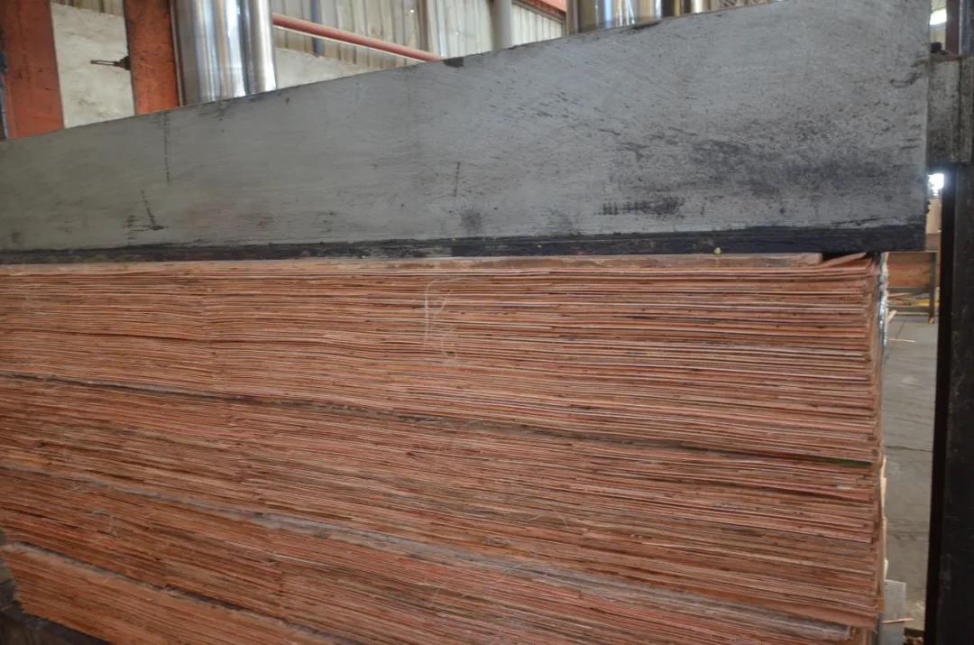 明星产品 | 华洲实木多层板诞生记!(图14)