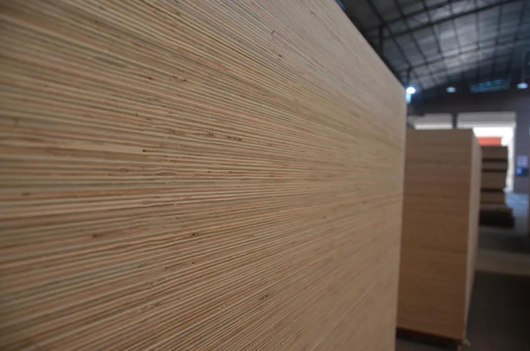 明星产品 | 华洲实木多层板诞生记!(图21)