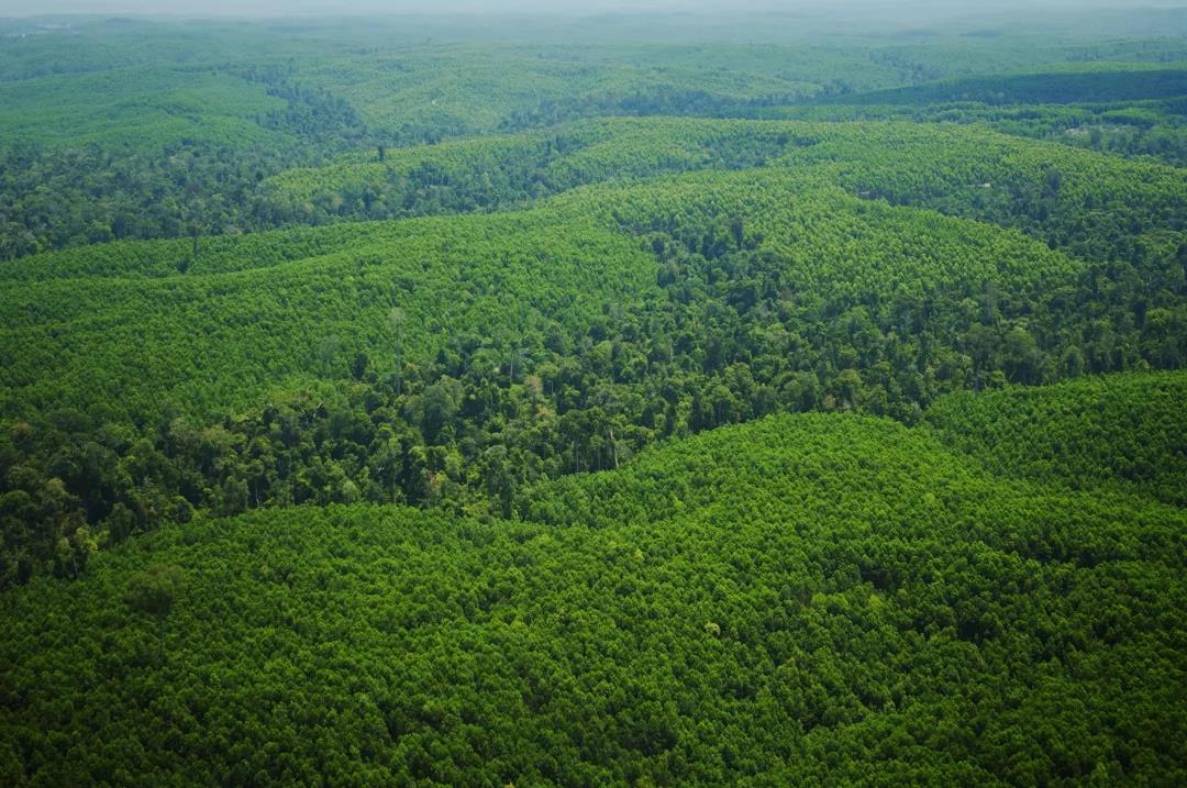 保障无醛添加,华洲金品澳桉板都做了这些事!(图1) 保障无醛添加,华洲金品澳桉板都做了这些事!(图1)