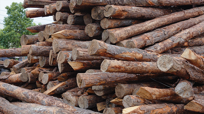 严格选材,只为一张好板材!(图2) 严格选材,只为一张好板材!(图2)