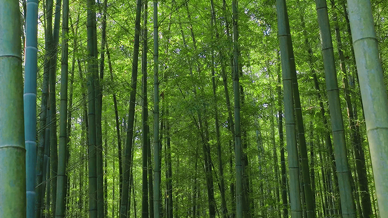 官网1.jpg 官网1.jpg